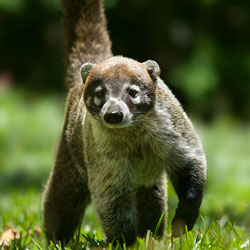 coati-250