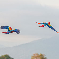 macaw-250