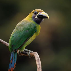 toucanet-250