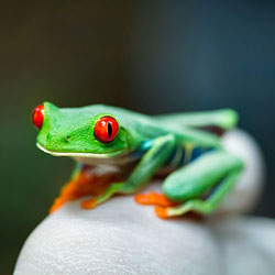 tree-frog-250