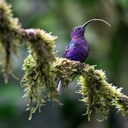 violet-sabrewing-250