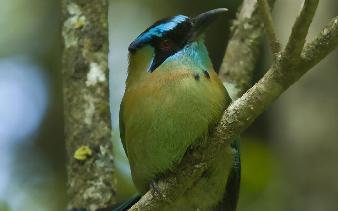 El Encantador Motmot Coronado Azul