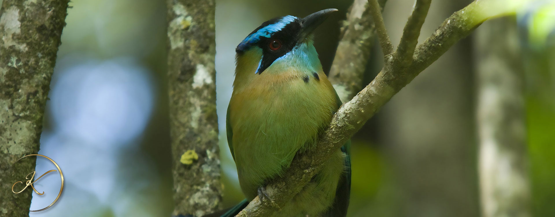 blue-crowned-Motmot