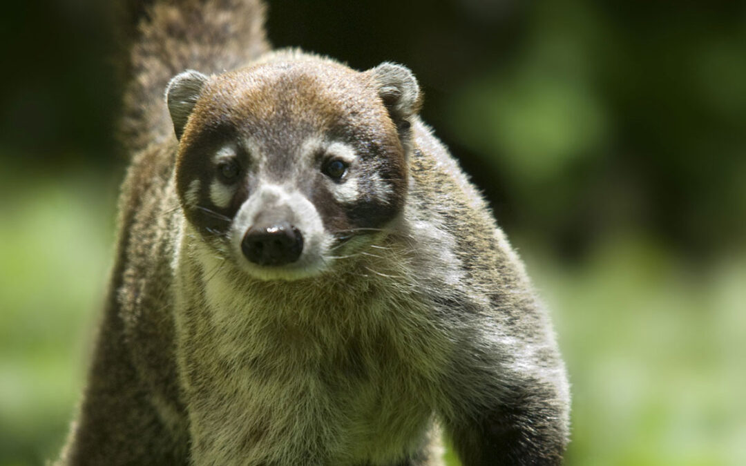 Discover the Playful Coati