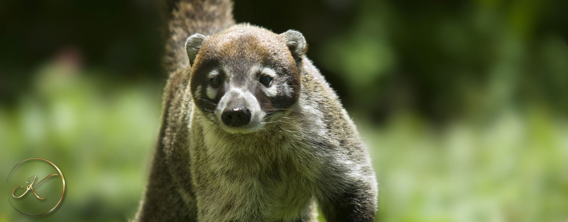 coati