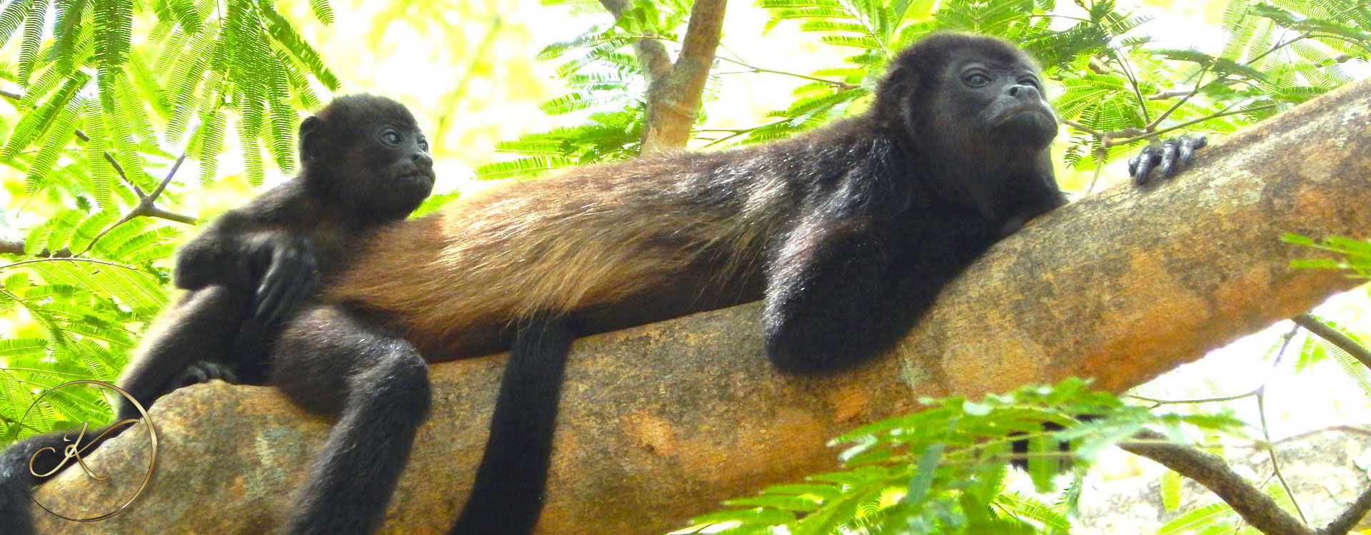 howler-monkey