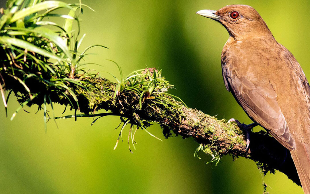 Yigüirro: The Melodious Songbird of the Rainforest