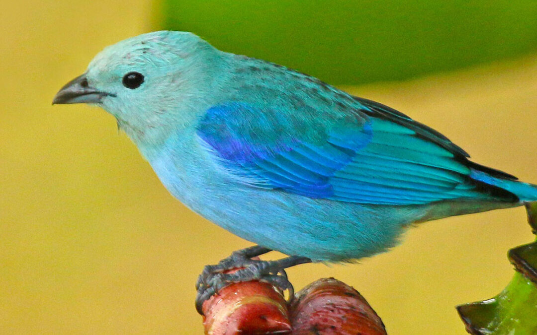 Blue-gray Tanager