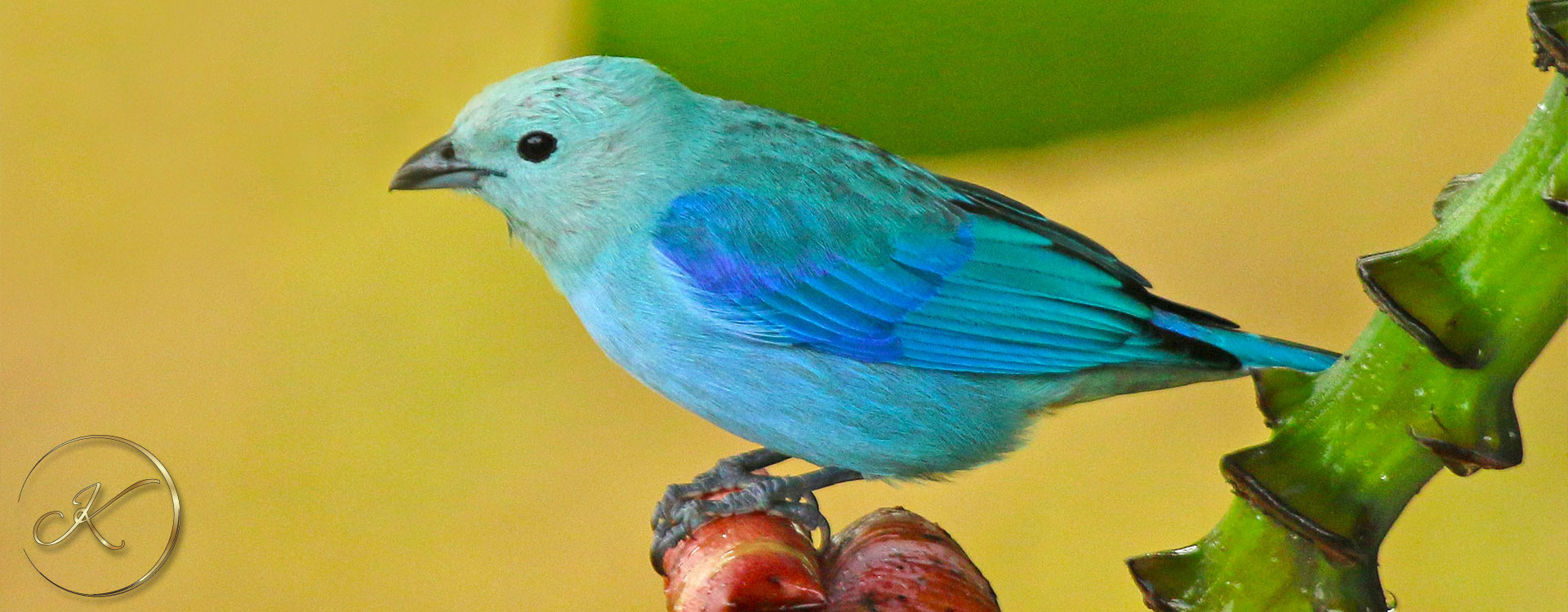 kdm-travel-blue-gray-tanager