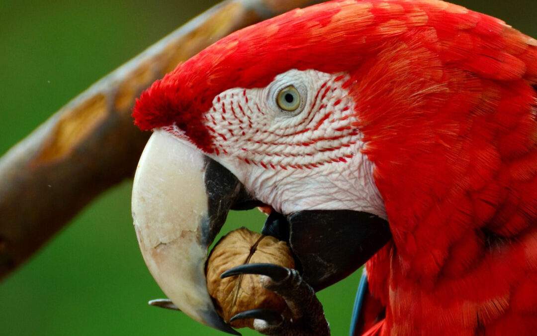 Guacamaya Escarlata