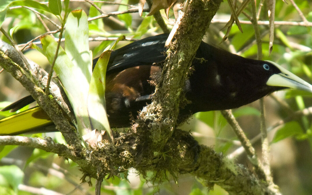 Chestnut-headed Oropendula