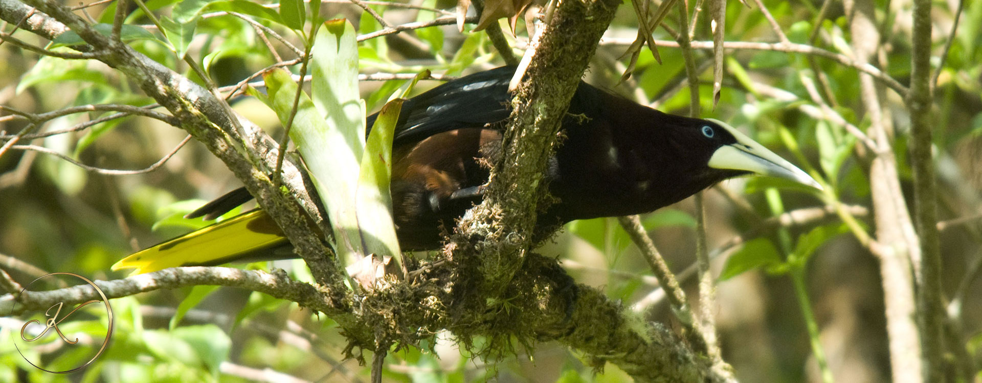 Chestnut-headed-Oropendula-1920x750