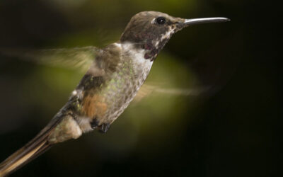 El Fascinante Colibrí Magenta