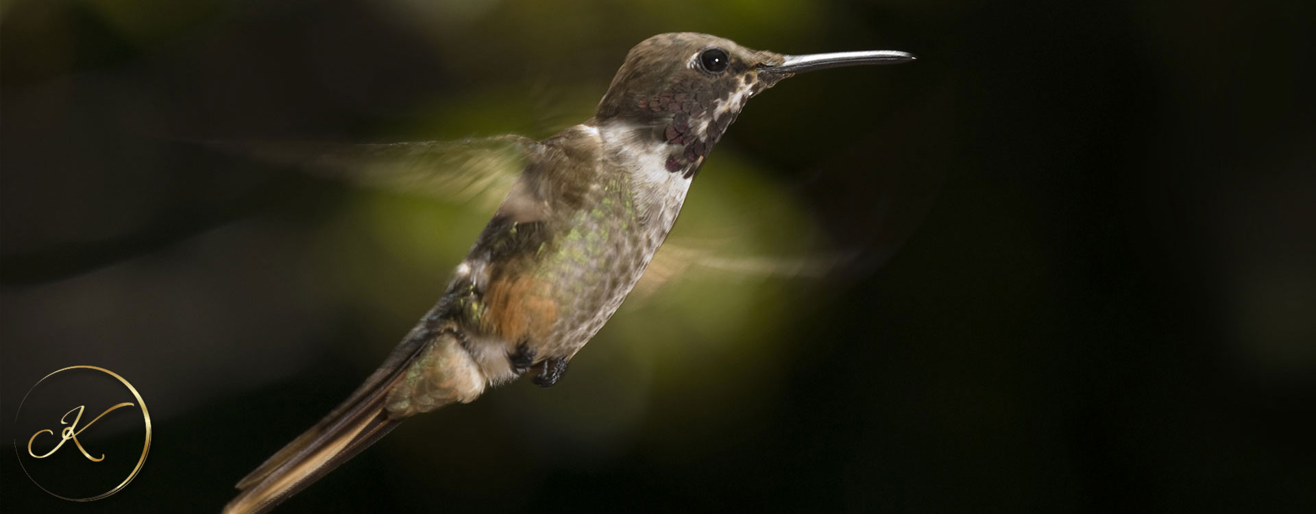 Magenta-throated-Woodstar-1920x750