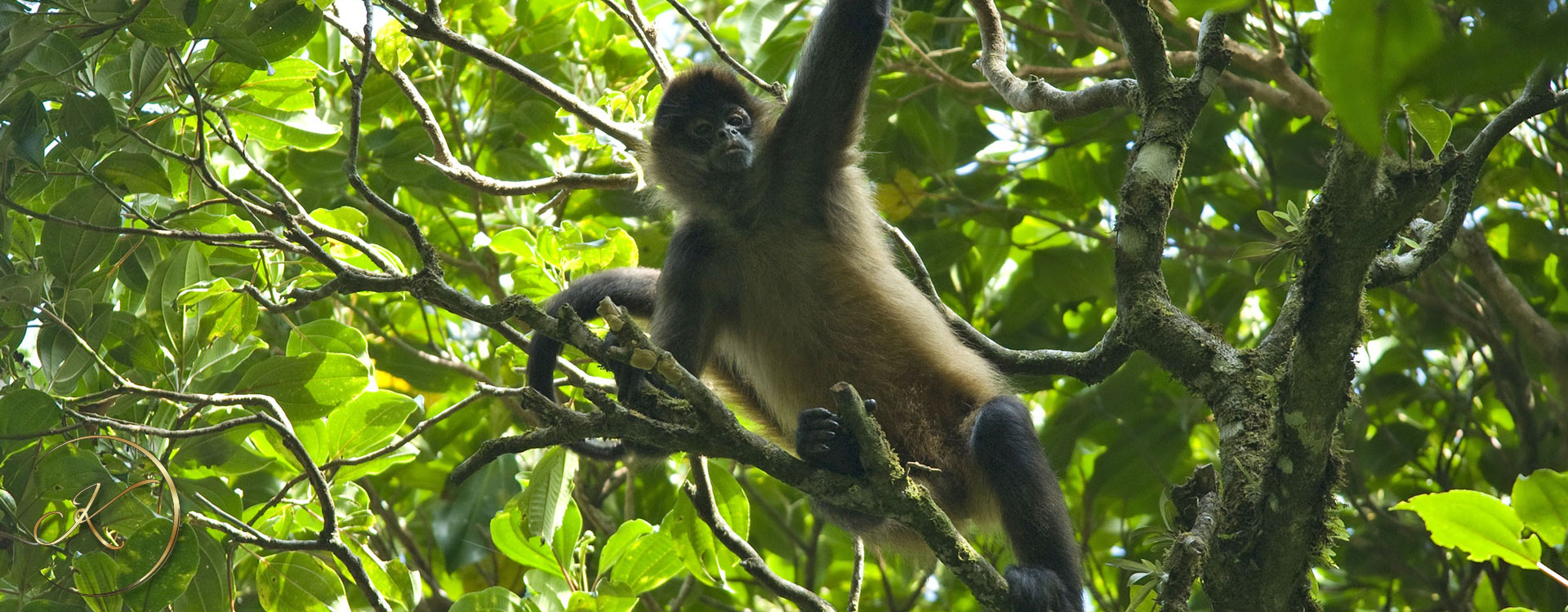 spider-monkey-1920x750