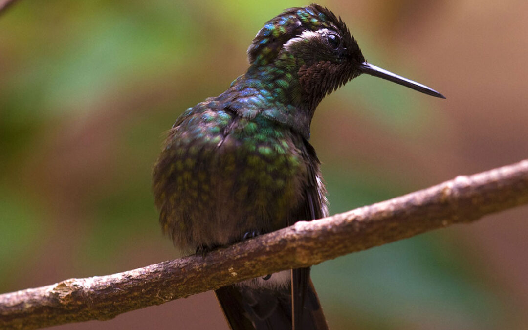 The Purple-Throated Mountaingem in Costa Rica