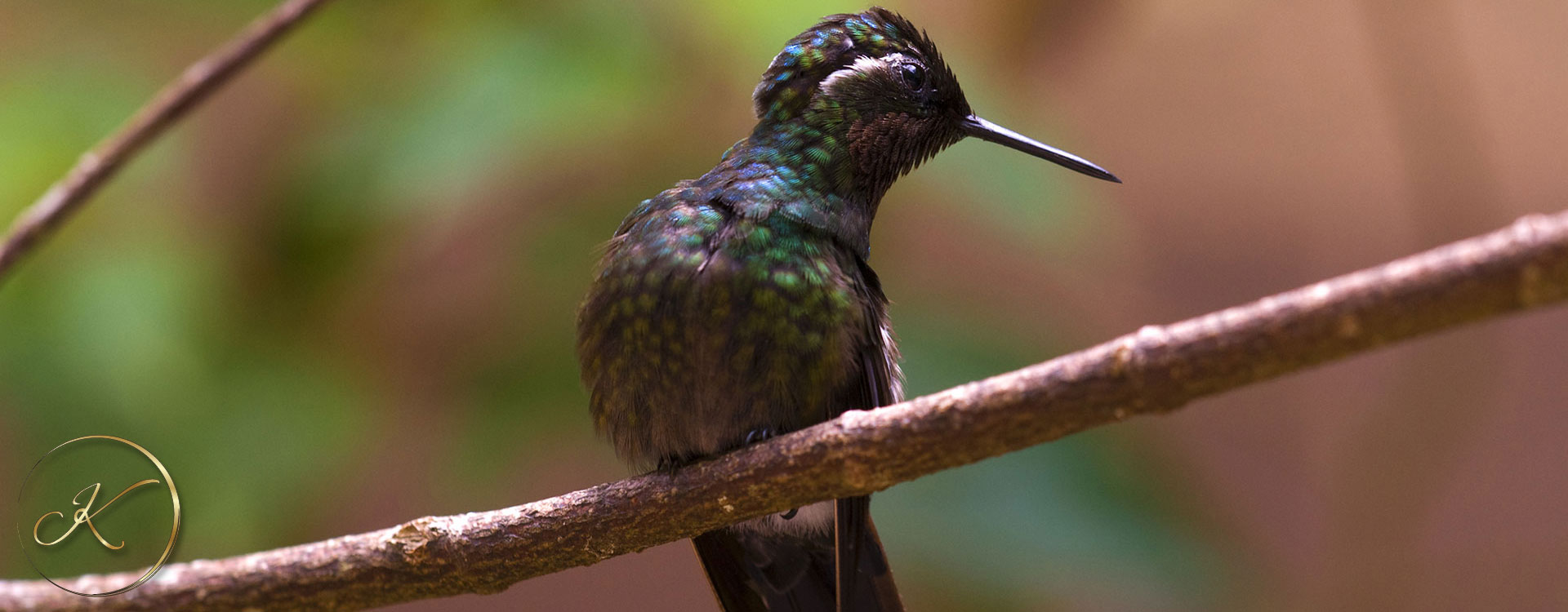 Purple-throated-Mountaingem-1920x750