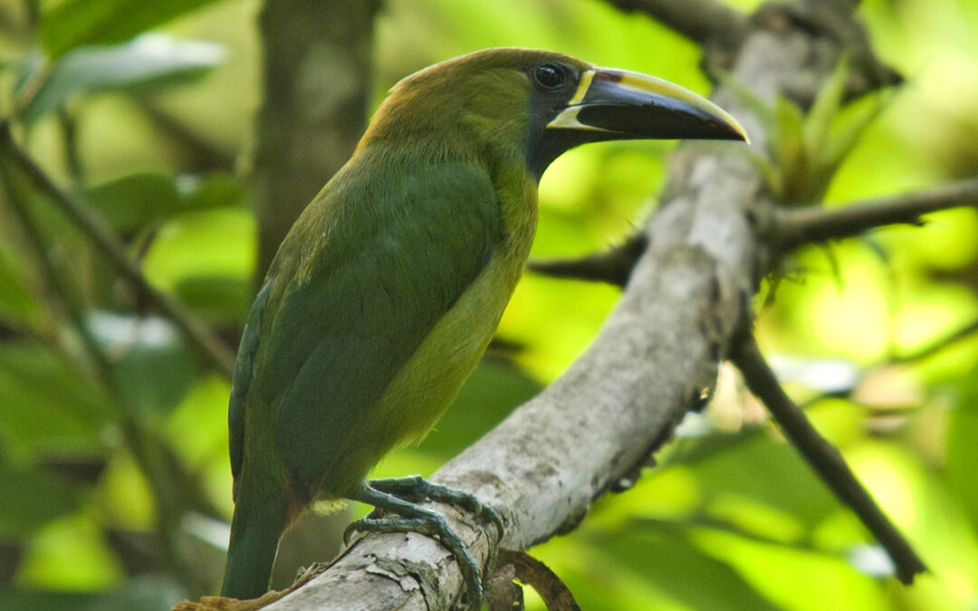 Emerald Toucanet: A Vibrant Jewel of the Rainforest