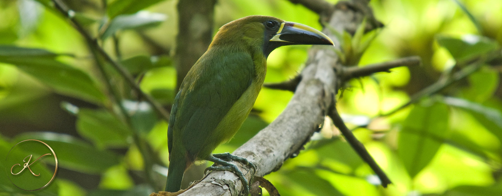 emerald-toucanet-1920x750