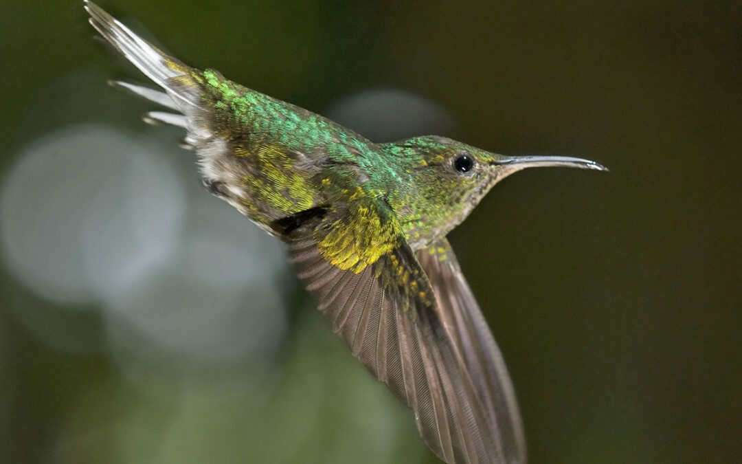 The Beauty of the Coppery-Headed Emerald in Costa Rica